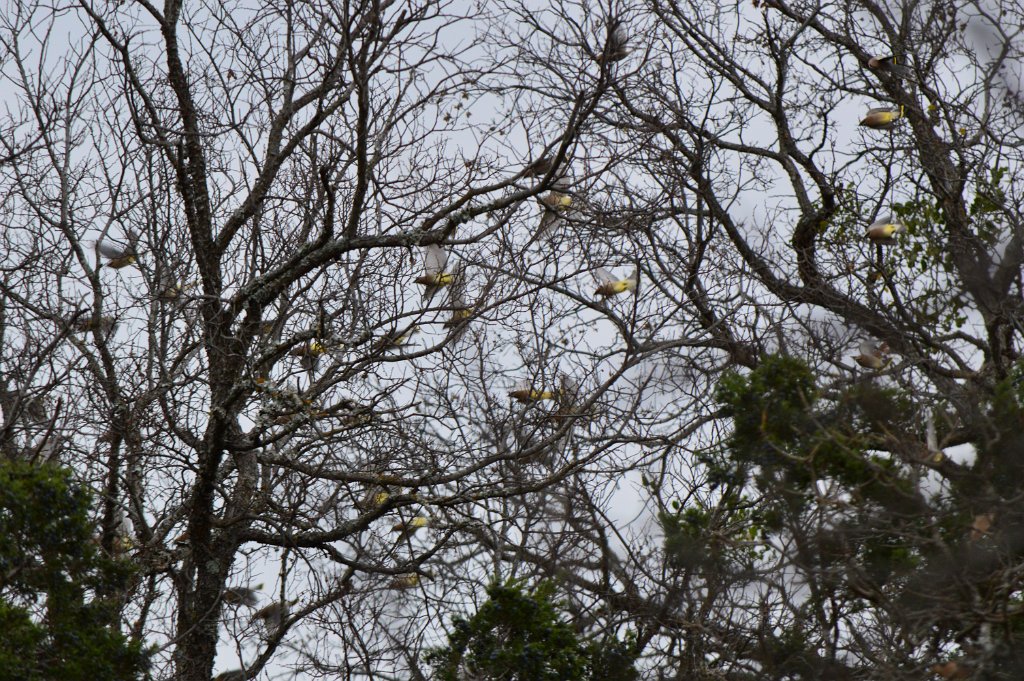 Cedar Waxwings in flight Inks Lake 2016.JPG - Cedar Waxwings. Photo by Tim Farek